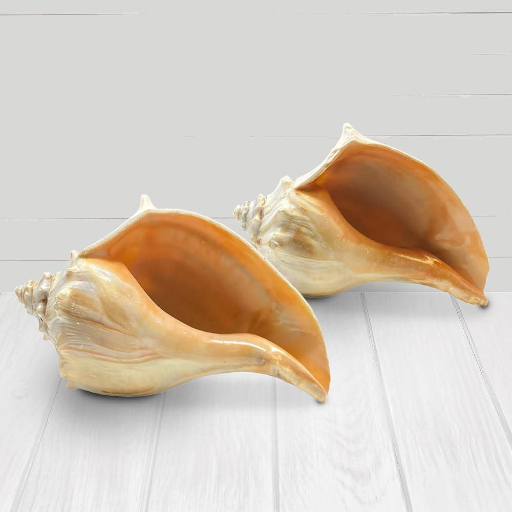 置物 atrantic whelk shell Amazon.com: Conch Shell Decor - Seashell Decor - 7-8